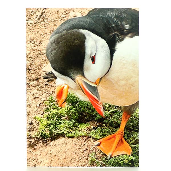 Cheeky Puffin Greeting Card