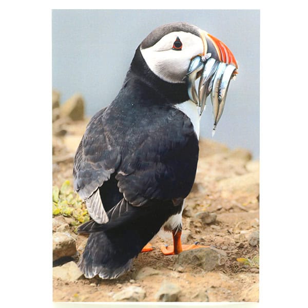 Mouthful Puffin Greeting Card