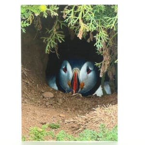 Bashful Puffin Greeting Card