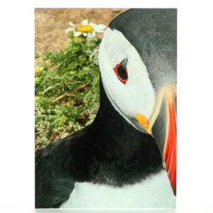 Thoughtful Puffin Greeting Card