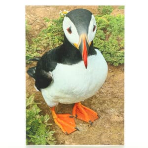 Curious Puffin Greeting Card