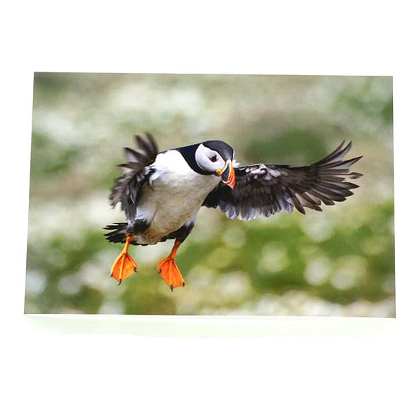 Landing Puffin Greeting Card