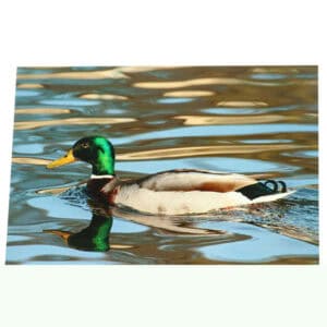 Mallard Duck Greeting Card