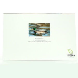 Mallard Duck Greeting Card (reverse)