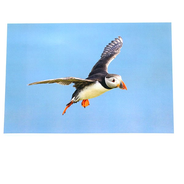 Flying Puffin Greeting Card